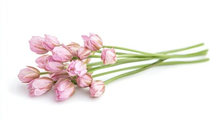 Fototapeta premium Pink Flowers Stem, Isolated on White