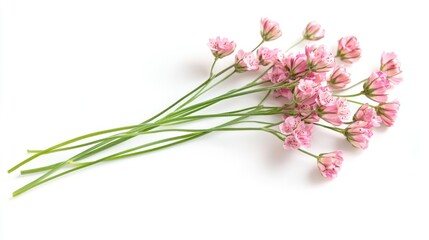Fototapeta premium Pink Flowers Stem, Isolated on White