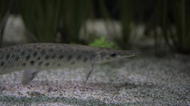 Spotted gar, Lepisosteus oculatus is freshwater fish native to North America has an abundance of dark spots on its head, fins, and dart-like body. Fish among the underwater vegetation. Cancer risk. 