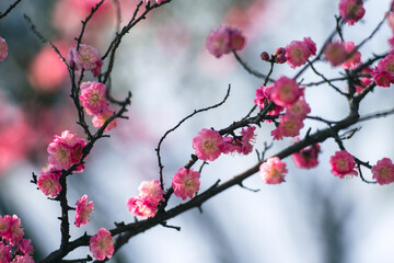 The plum blossoms bloom in spring