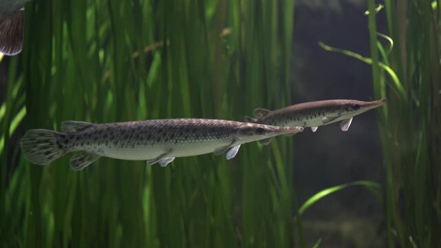 Spotted gar, Lepisosteus oculatus is freshwater fish native to North America has an abundance of dark spots on its head, fins, and dart-like body. Fish among the underwater vegetation. Cancer risk. 