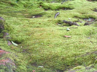 moss ground
