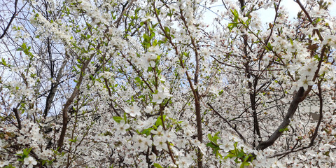 Fiori di pesco bianchi in primavera