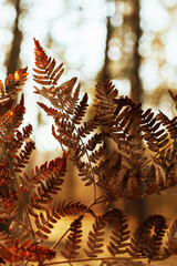 Dry brown fern branch in backlight on blurred background with trees, close-up. Beautiful botanical photo with bokeh, selective focus