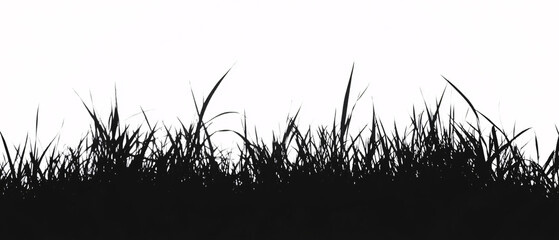 Tall grass silhouette against white background  
