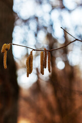 Earrings on hazel branches close up, new leaf buds. Sunny forest in spring or winter. Beautiful botanical photo with bokeh, selective focus.