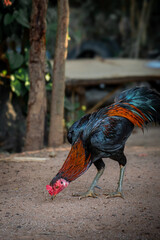 portrait of a rooster
