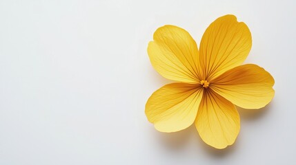 Obraz premium Yellow Flower, Isolated on White