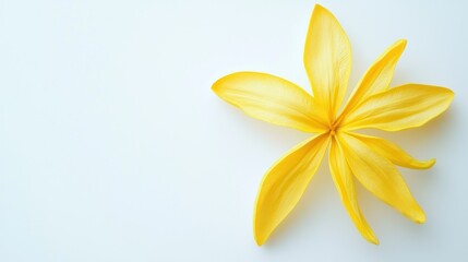 Obraz premium Yellow Flower, Isolated on White