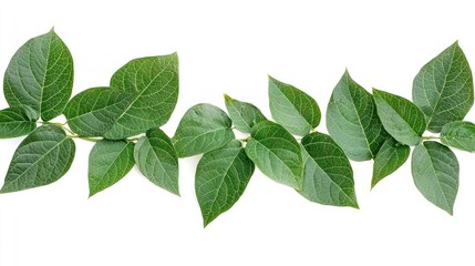 Fototapeta premium Green Leaves Frame, Isolated on White