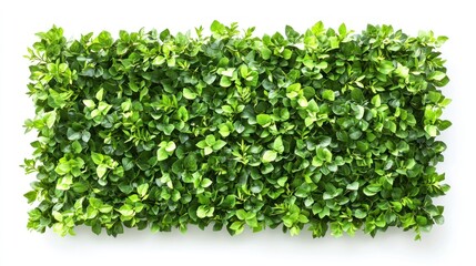 Obraz premium Green Leaves Frame, Isolated on White