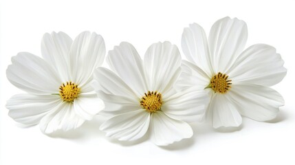 Obraz premium White Flowers, Isolated on White