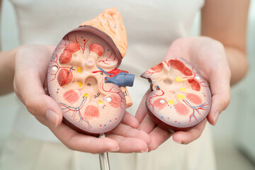 Chronic kidney disease, Asian woman with model for treatment urinary system, urology, Estimated...