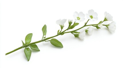 Fototapeta premium White Flowers Branch Stalk, Isolated on White