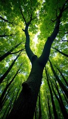Fototapeta premium Twisted tree branches stretch towards the forest canopy, forest, greenery