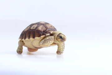 Cute small baby African Sulcata Tortoise in front of white background, African spurred tortoise...