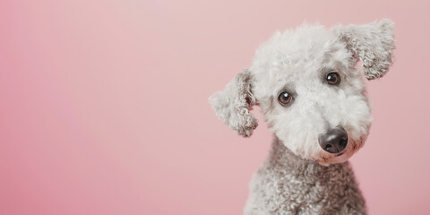 Bedlington Terrier dog on minimalistic colorful background with Copy Space. Perfect for banners, veterinary ads, pet food promotions, and minimalist designs.
