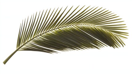 Obraz premium Lush Green Palm Leaf Isolated on White Background Highlighting Natural Texture and Detail