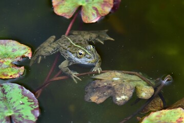 Frog on lily pads in a tranquil pond.