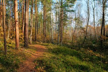 On the edge of the autumn forest