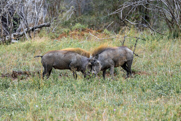 Two common warthogs are butting heads. Wildlife animals in natural habitat, safari in savanna. Kruger National Park, South Africa. 