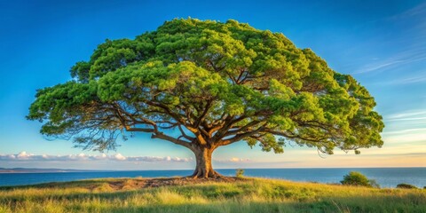 Majestic coastal tree with sprawling branches, vibrant green foliage, and a tranquil ocean backdrop during a serene sunset