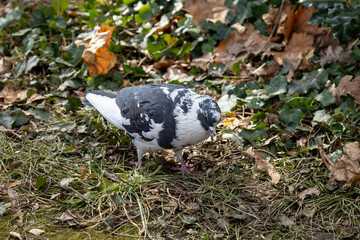 Multicolored pigeon on grassy and ivy-covered ground.