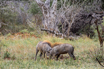 Two common warthogs are butting heads. Wildlife animals in natural habitat, safari in savanna. Kruger National Park, South Africa. 