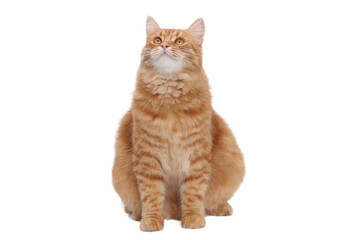 Fluffy ginger cat sitting and looking up. Ideal for pet-themed content, advertising, branding, and...