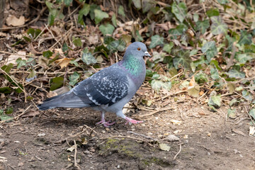 A pigeon with iridescent feathers on grassy and ivy-covered ground.