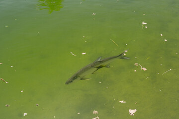 Fototapeta premium Large Tarpon fish swimming in the shallow and clear waters of the Florida Keys 