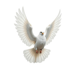 White dove with outstretched wings, transparent background