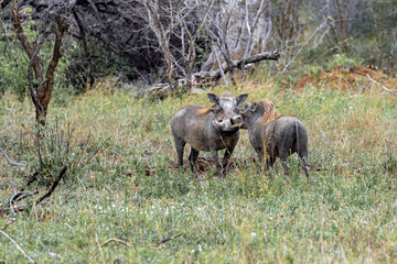 Two funny common warthogs in natural habitat. Wildlife animal, safari in savanna. Kruger National Park, South Africa. 