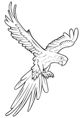 scarlet macaw 02 gray