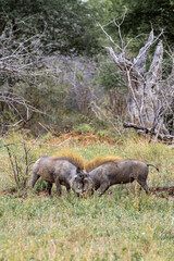 Two common warthogs are butting heads. Wildlife animals in natural habitat, safari in savanna. Kruger National Park, South Africa. 