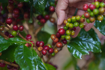Coffee beans borne on trees in farms and gardens, raw coffee beans in the growing season and drops of water in the morning..