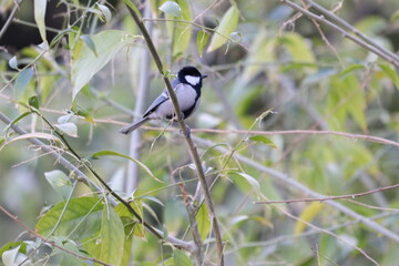 Asian Tit bird
