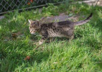 gray tabby cat walks on green grass in the yard