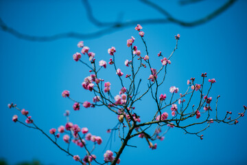 The plum blossoms bloom in spring