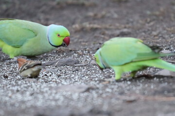 Parakeet on ground