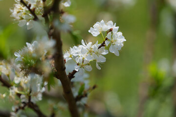 soft focus cherry blossom and tiger lily, pink and white flower background.