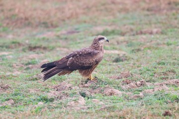 Eagle on ground