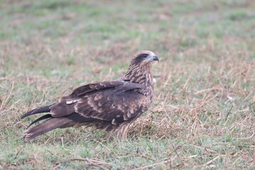 Eagle on ground