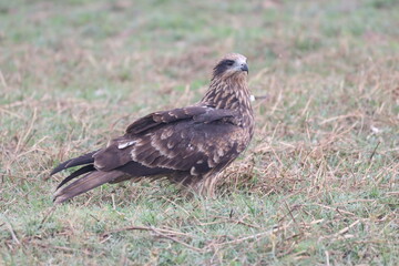 Eagle on ground