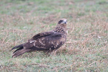 Eagle on ground