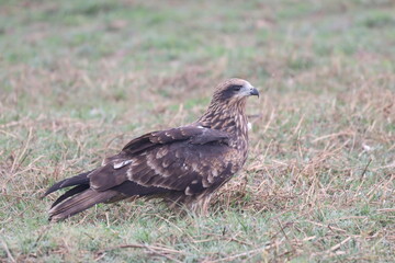 Eagle on ground