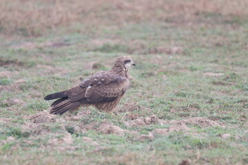 Eagle on ground
