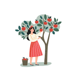 Girl picking apples from tree in autumn in quiet garden, flat vector illustration