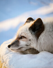 Fototapeta premium A beautiful Arctic fox with thick white and gray fur rests on the snow, gazing into the distance.