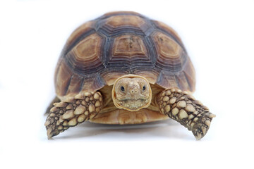 Cute small baby African Sulcata Tortoise in front of white background, African spurred tortoise...